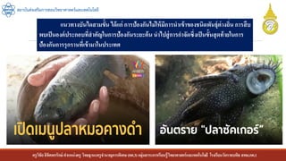 ครูวิชัยลิขิตพรรักษ์ ตาแหน่งครู วิทยฐานะครูชานาญการพิเศษ(คศ.3)กลุ่มสาระการเรียนรู้วิทยาศาสตร์และเทคโนโลยี โรงเรียนวัดราชบพิธ สพม.กท.1
สถาบันส่งเสริมการสอนวิทยาศาสตร์และเทคโนโลยี
แนวทางบันไดสามขั้น ได้แก่ การป้องกันไม่ให้มีการนาเข้าของชนิดพันธุ์ต่างถิ่น การสืบ
พบเป็นองค์ประกอบที่สาคัญในการป้องกันระยะต้น นาไปสู่การกาจัดซึ่งเป็นขั้นสุดท้ายในการ
ป้องกันการรุกรานที่เข้ามาในประเทศ
 