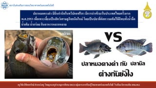 ครูวิชัยลิขิตพรรักษ์ ตาแหน่งครู วิทยฐานะครูชานาญการพิเศษ(คศ.3)กลุ่มสาระการเรียนรู้วิทยาศาสตร์และเทคโนโลยี โรงเรียนวัดราชบพิธ สพม.กท.1
สถาบันส่งเสริมการสอนวิทยาศาสตร์และเทคโนโลยี
ปลาหมอคางดา มีถิ่นกานิดในทวีปแอฟริกา มีการนาเข้ามาในประเทศไทยครั้งแรก
พ.ศ.2553 เพื่อเพาะเลี้ยงเป็นสัตว์เศรษฐกิจชนิดใหม่ โดยเป็นปลาที่ต่อความเค็มได้ดีพบทั้งน้าจืด
น้าเค็ม น้ากร่อย กินอาหารหลากหลาย
 