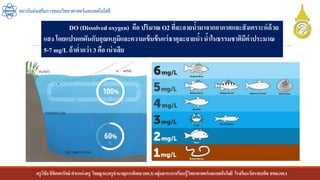 ครูวิชัยลิขิตพรรักษ์ ตาแหน่งครู วิทยฐานะครูชานาญการพิเศษ(คศ.3)กลุ่มสาระการเรียนรู้วิทยาศาสตร์และเทคโนโลยี โรงเรียนวัดราชบพิธ สพม.กท.1
สถาบันส่งเสริมการสอนวิทยาศาสตร์และเทคโนโลยี
DO (Dissolved oxygen) คือ ปริมาณ O2 ที่ละลายน้ามาจากอากาศและสังเคราะห์ด้วย
แสง โดยแปรผกผันกับอุณหภูมิและความเข้มข้นแร่ธาตุละลายน้าน้าในธรรมชาติมีค่าประมาณ
5-7 mg/L ถ้าต่ากว่า 3 คือ เน่าเสีย
 