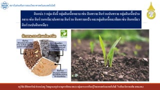 ครูวิชัยลิขิตพรรักษ์ ตาแหน่งครู วิทยฐานะครูชานาญการพิเศษ(คศ.3)กลุ่มสาระการเรียนรู้วิทยาศาสตร์และเทคโนโลยี โรงเรียนวัดราชบพิธ สพม.กท.1
สถาบันส่งเสริมการสอนวิทยาศาสตร์และเทคโนโลยี
ดินแบ่ง 3 กลุ่ม ดังนี้ กลุ่มดินเนื้อหยาบ เช่น ดินทราย ดินร่วนปนทราย กลุ่มดินเนื้อปาน
กลาง เช่น ดินร่วนเหนียวปนทราย ดินร่วน ดินทรายแป้ง และกลุ่มดินเนื้อละเอียด เช่น ดินเหนียว
ดินร่วนปนดินเหนียว
 