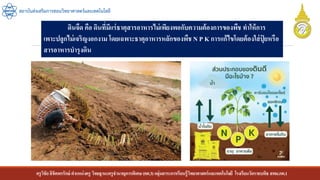 ครูวิชัยลิขิตพรรักษ์ ตาแหน่งครู วิทยฐานะครูชานาญการพิเศษ(คศ.3)กลุ่มสาระการเรียนรู้วิทยาศาสตร์และเทคโนโลยี โรงเรียนวัดราชบพิธ สพม.กท.1
สถาบันส่งเสริมการสอนวิทยาศาสตร์และเทคโนโลยี
ดินจืด คือ ดินที่มีแร่ธาตุสารอาหารไม่เพียงพอกับความต้องการของพืช ทาให้การ
เพาะปลูกไม่เจริญงอกงาม โดยเฉพาะธาตุอาหารหลักของพืชN P K การแก้ไขโดยต้องใส่ปุ
๋ ยหรือ
สารอาหารบารุงดิน
 