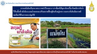 ครูวิชัยลิขิตพรรักษ์ ตาแหน่งครู วิทยฐานะครูชานาญการพิเศษ(คศ.3)กลุ่มสาระการเรียนรู้วิทยาศาสตร์และเทคโนโลยี โรงเรียนวัดราชบพิธ สพม.กท.1
สถาบันส่งเสริมการสอนวิทยาศาสตร์และเทคโนโลยี
การแกล้งดินเป็นแนวพระราชดาริในหลวง ร.9 เพื่อแก้ปัญหาดินเปรี้ยวโดยมีการขังน้า
ไว้ในพื้นที่ แล้วจึงระบายน้าออกและปรับสภาพฟื้นฟูดินด้วยปูนขาว จนกระทั่งดินมีสภาพดี
พอที่จะใช้ในการเพาะปลูกได้
 
