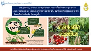 ครูวิชัยลิขิตพรรักษ์ ตาแหน่งครู วิทยฐานะครูชานาญการพิเศษ(คศ.3)กลุ่มสาระการเรียนรู้วิทยาศาสตร์และเทคโนโลยี โรงเรียนวัดราชบพิธ สพม.กท.1
สถาบันส่งเสริมการสอนวิทยาศาสตร์และเทคโนโลยี
การปลูกพืชหมุนเวียน คือ การปลูกพืชต่างชนิดกันบนพื้นที่เดียวกันหมุนเวียนกัน
ต่อเนื่อง หลักเกณฑ์ คือ ความต้องการธาตุอาหารพืชต่างกัน พืชต่างชนิดต้องการธาตุอาหารบาง
ชนิดมากน้อยต่างกัน เช่น พืชตระกูลถั่ว
 