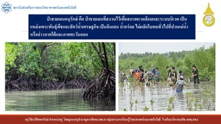 ครูวิชัยลิขิตพรรักษ์ ตาแหน่งครู วิทยฐานะครูชานาญการพิเศษ(คศ.3)กลุ่มสาระการเรียนรู้วิทยาศาสตร์และเทคโนโลยี โรงเรียนวัดราชบพิธ สพม.กท.1
สถาบันส่งเสริมการสอนวิทยาศาสตร์และเทคโนโลยี
ป่ าชายเลนอนุรักษ์ คือ ป่ าชายเลนที่สงวนไว้เพื่อสภาพแวดล้อมและระบบนิเวศ เป็น
แหล่งเพาะพันธุ์พืชและสัตว์น้าเศรษฐกิจ เป็นดินเลน น้ากร่อย ไม่ผลัดใบพบทั่วไปที่ปากแม่น้า
หรืออ่าวภาคใต้และภาคตะวันออก
 