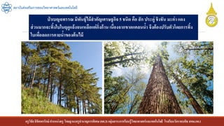 ครูวิชัยลิขิตพรรักษ์ ตาแหน่งครู วิทยฐานะครูชานาญการพิเศษ(คศ.3)กลุ่มสาระการเรียนรู้วิทยาศาสตร์และเทคโนโลยี โรงเรียนวัดราชบพิธ สพม.กท.1
สถาบันส่งเสริมการสอนวิทยาศาสตร์และเทคโนโลยี
ป่ าเบญจพรรณ มีพันธุ์ไม้สาคัญเศรษฐกิจ5 ชนิด คือ สัก ประดู่ ชิงชัน มะค่า แดง
ส่วนมากจะทิ้งใบในฤดูแล้งจนเหลือแต่กิ่งก้าน เนื่องจากขาดแคลนน้า จึงต้องปรับตัวโดยการทิ้ง
ใบเพื่อลดการคายน้าของต้นไม้
 