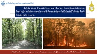ครูวิชัยลิขิตพรรักษ์ ตาแหน่งครู วิทยฐานะครูชานาญการพิเศษ(คศ.3)กลุ่มสาระการเรียนรู้วิทยาศาสตร์และเทคโนโลยี โรงเรียนวัดราชบพิธ สพม.กท.1
สถาบันส่งเสริมการสอนวิทยาศาสตร์และเทคโนโลยี
ป่ าเต็งรัง ป่ าแดง ป่ าโคกหรือป่ าแพะพบมากในภาคตะวันออกเฉียงเหนือร้อยละ 80
ไม่ปรากฏในภาคใต้และภาคตะวันออก เป็นต้นเหตุสาคัญของไฟป่ าประจาปี ไม้สาคัญ คือ เต็ง
รัง เหียง พลวง ยางกราด
 