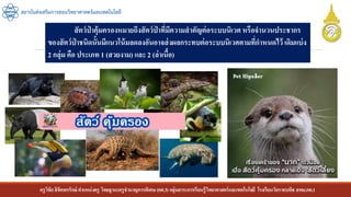 ครูวิชัยลิขิตพรรักษ์ ตาแหน่งครู วิทยฐานะครูชานาญการพิเศษ(คศ.3)กลุ่มสาระการเรียนรู้วิทยาศาสตร์และเทคโนโลยี โรงเรียนวัดราชบพิธ สพม.กท.1
สถาบันส่งเสริมการสอนวิทยาศาสตร์และเทคโนโลยี
สัตว์ป่ าคุ้มครองหมายถึงสัตว์ป่ าที่มีความสาคัญต่อระบบนิเวศหรือจานวนประชากร
ของสัตว์ป่ าชนิดนั้นมีแนวโน้มลดลงอันอาจส่งผลกระทบต่อระบบนิเวศตามที่กาหนดไว้ เดิมแบ่ง
2 กลุ่ม คือ ประเภท 1 (สวยงาม) และ 2 (ล่าเนื้อ)
 