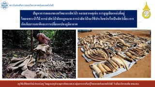 ครูวิชัยลิขิตพรรักษ์ ตาแหน่งครู วิทยฐานะครูชานาญการพิเศษ(คศ.3)กลุ่มสาระการเรียนรู้วิทยาศาสตร์และเทคโนโลยี โรงเรียนวัดราชบพิธ สพม.กท.1
สถาบันส่งเสริมการสอนวิทยาศาสตร์และเทคโนโลยี
ปัญหาการลดลงของทรัพยากรสัตว์ป่ า หลายสาเหตุเช่น การสูญเสียแหล่งที่อยู่
โดยเฉพาะป่ าไม้ การล่าสัตว์ป่ าผิดกฏหมายการนาสัตว์ป่ ามาใช้ประโยชน์หรือเป็นสัตว์เลี้ยง การ
เกิดภัยธรรมชาติและการเปลี่ยนแปลงภูมิอากาศ
 