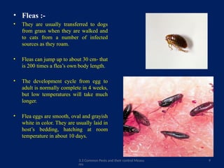Curated visual reference: Picture Idea: 3 3 Common Pests And Their Control Measures Pptx