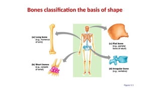 3. General Anatomy 3; Anatomyy122021.pptx