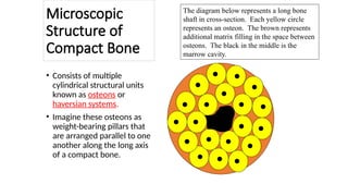 Parallel Medium Bone 3. General Anatomy 3; Anatomyy122021.pptx