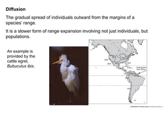 3. Dispersal.pdf msc zoology bs 8th smst | PDF