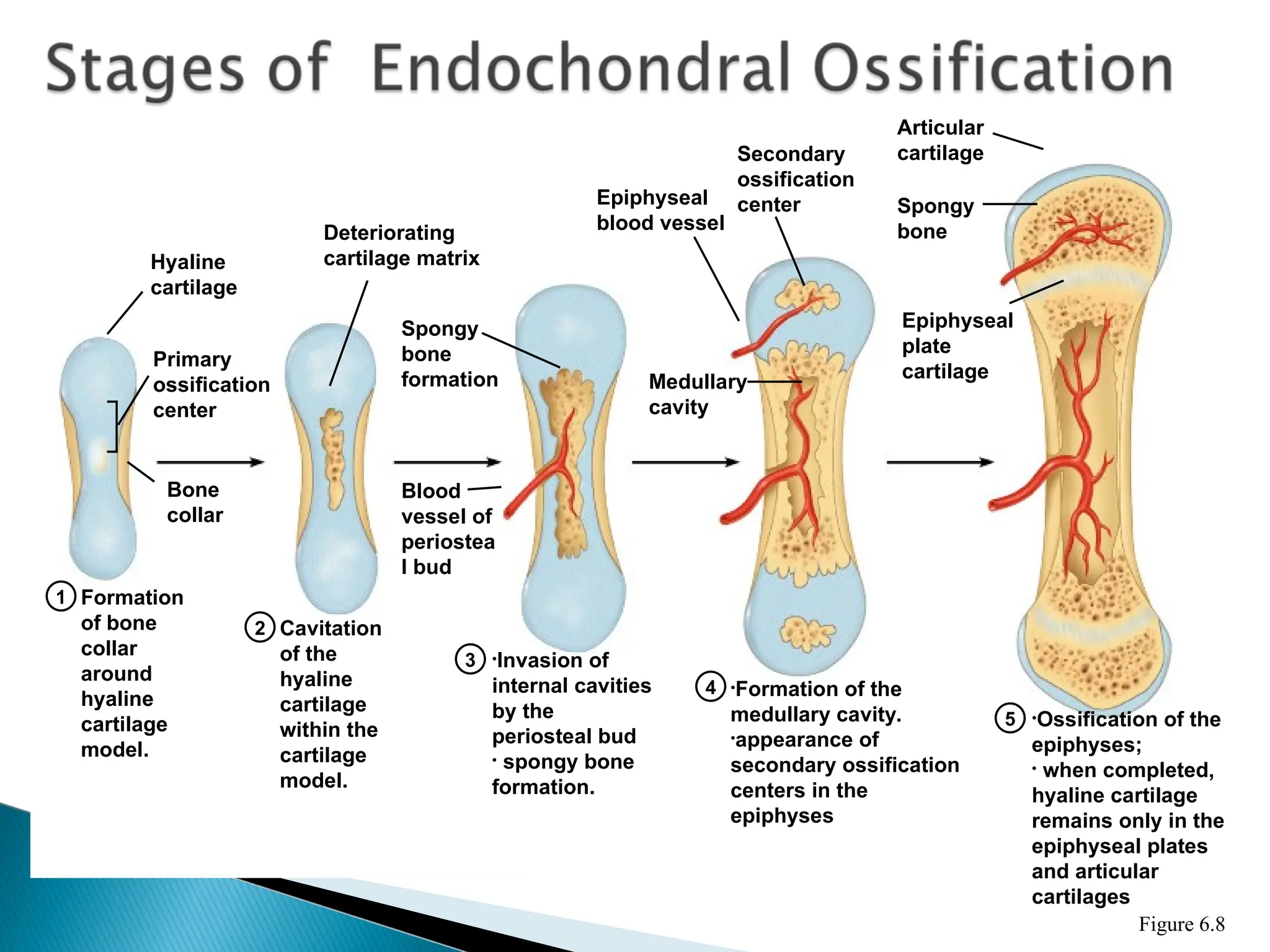 When Is Ossification Complete