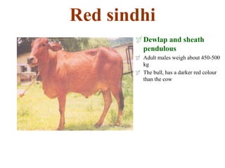 Red sindhi
Dewlap and sheath
pendulous
 Adult males weigh about 450-500
kg
 The bull, has a darker red colour
than the cow
 
