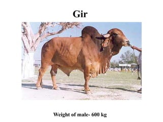 Gir
Weight of male- 600 kg
 