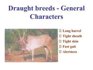 Draught breeds - General
Characters
Long barrel
Tight sheath
Tight skin
Fast gait
Alertness
 