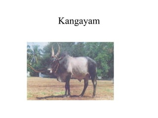 Kangayam
 
