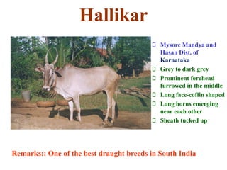 Hallikar
Mysore Mandya and
Hasan Dist. of
Karnataka
Grey to dark grey
Prominent forehead
furrowed in the middle
Long face-coffin shaped
Long horns emerging
near each other
Sheath tucked up
Remarks:: One of the best draught breeds in South India
 