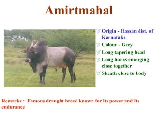 Amirtmahal
Origin - Hassan dist. of
Karnataka
Colour - Grey
Long tapering head
Long horns emerging
close together
Sheath close to body
Remarks : Famous draught breed known for its power and its
endurance
 