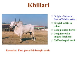 Khillari
Origin - Sathara
Dist. of Maharastra
Greyish white in
colour
Long pointed horns
Long face with
bulged forehead
Coffin shaped head
Remarks: Fast, powerful draught cattle
 