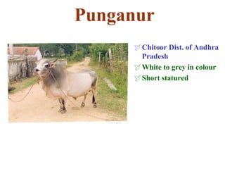 Punganur
Chitoor Dist. of Andhra
Pradesh
White to grey in colour
Short statured
 