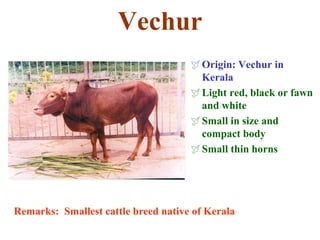 Vechur
Origin: Vechur in
Kerala
Light red, black or fawn
and white
Small in size and
compact body
Small thin horns
Remarks: Smallest cattle breed native of Kerala
 