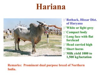 Hariana
Rothack, Hissar Dist.
of Haryana
White or light grey
Compact body
Long face with flat
forehead
Head carried high
Short horns
Milk yield 1000 to
1,500 kg/lactation
Remarks: Prominent dual purpose breed of Northern
India.
 