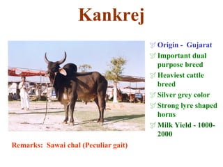 Kankrej
Origin - Gujarat
Important dual
purpose breed
Heaviest cattle
breed
Silver grey color
Strong lyre shaped
horns
Milk Yield - 1000-
2000
Remarks: Sawai chal (Peculiar gait)
 