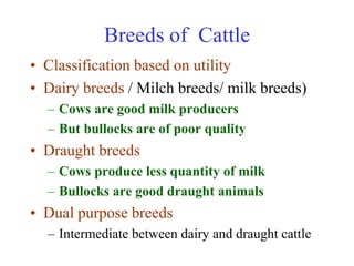 Breeds of Cattle
• Classification based on utility
• Dairy breeds / Milch breeds/ milk breeds)
– Cows are good milk producers
– But bullocks are of poor quality
• Draught breeds
– Cows produce less quantity of milk
– Bullocks are good draught animals
• Dual purpose breeds
– Intermediate between dairy and draught cattle
 