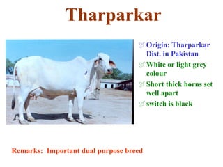 Tharparkar
Origin: Tharparkar
Dist. in Pakistan
White or light grey
colour
Short thick horns set
well apart
switch is black
Remarks: Important dual purpose breed
 