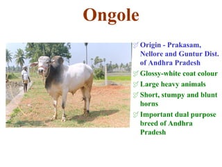 Ongole
Origin - Prakasam,
Nellore and Guntur Dist.
of Andhra Pradesh
Glossy-white coat colour
Large heavy animals
Short, stumpy and blunt
horns
Important dual purpose
breed of Andhra
Pradesh
 