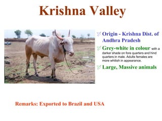 Krishna Valley
Origin - Krishna Dist. of
Andhra Pradesh
Grey-white in colour with a
darker shade on fore quarters and hind
quarters in male. Adults females are
more whitish in appearance.
Large, Massive animals
Remarks: Exported to Brazil and USA
 