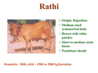 Rathi
Origin: Rajasthan
Medium sized
symmetrical body
Brown with white
patches
Short to medium sized
horns
Pendulous sheath
Remarks: Milk yield - 1500 to 2000 kg/lactation
 