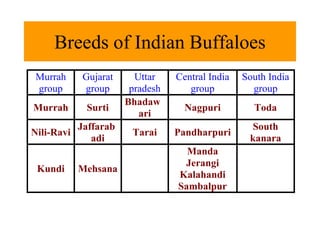 Breeds of Indian Buffaloes
Murrah
group
Gujarat
group
Uttar
pradesh
Central India
group
South India
group
Murrah Surti
Bhadaw
ari
Nagpuri Toda
Nili-Ravi
Jaffarab
adi
Tarai Pandharpuri
South
kanara
Kundi Mehsana
Manda
Jerangi
Kalahandi
Sambalpur
 