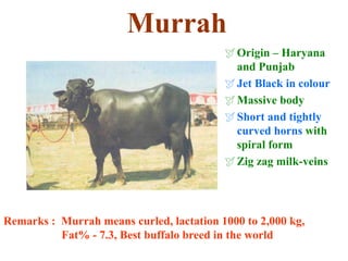 Murrah
Origin – Haryana
and Punjab
Jet Black in colour
Massive body
Short and tightly
curved horns with
spiral form
Zig zag milk-veins
Remarks : Murrah means curled, lactation 1000 to 2,000 kg,
Fat% - 7.3, Best buffalo breed in the world
 