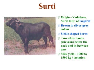 Surti
Origin - Vadodara,
Surat Dist. of Gujarat
Brown to silver-grey
colour
Sickle shaped horns
Two white bands
(chevron) below the
neck and in between
ears
Milk yield - 1000 to
1500 kg / lactation
 