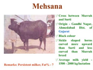 Mehsana
Cross between Murrah
and Surti
Origin - Gandhi Nagar,
Ahmedabad Dist. of
Gujarat
Black colour
Sickle shaped horns
curved more upward
than Surti and less
curved than Murrah
breed
Average milk yield -
1500 - 2000 kg/lactation
Remarks: Persistent milker, Fat% - 7
 