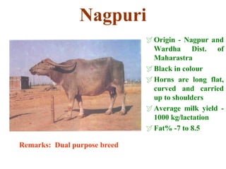 Nagpuri
Origin - Nagpur and
Wardha Dist. of
Maharastra
Black in colour
Horns are long flat,
curved and carried
up to shoulders
Average milk yield -
1000 kg/lactation
Fat% -7 to 8.5
Remarks: Dual purpose breed
 