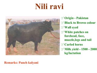 Nili ravi
Origin - Pakistan
Black to Brown colour
Wall eyed
White patches on
forehead, face,
muzzle,legs and tail
Curled horns
Milk yield - 1500 - 2000
kg/lactation
Remarks: Panch kalyani
 