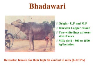 Bhadawari
Origin - U.P and M.P
Blackish Copper colour
Two white lines at lower
side of neck
Milk yield - 800 to 1500
kg/lactation
Remarks: Known for their high fat content in milk (6-12.5%)
 