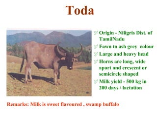 Toda
Origin - Niligris Dist. of
TamilNadu
Fawn to ash grey colour
Large and heavy head
Horns are long, wide
apart and crescent or
semicircle shaped
Milk yield - 500 kg in
200 days / lactation
Remarks: Milk is sweet flavoured , swamp buffalo
 