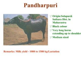 Pandharpuri
Origin:Solapur&
Sathara Dist. in
Maharastra
Black colour
Very long horns
extending up to shoulder
Medium sized
Remarks: Milk yield - 1000 to 1500 kg/Lactation
 