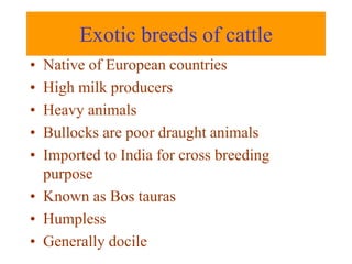 Exotic breeds of cattle
• Native of European countries
• High milk producers
• Heavy animals
• Bullocks are poor draught animals
• Imported to India for cross breeding
purpose
• Known as Bos tauras
• Humpless
• Generally docile
 