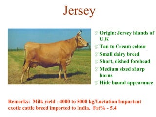 Jersey
Origin: Jersey islands of
U.K
Tan to Cream colour
Small dairy breed
Short, dished forehead
Medium sized sharp
horns
Hide bound appearance
Remarks: Milk yield - 4000 to 5000 kg/Lactation Important
exotic cattle breed imported to India. Fat% - 5.4
 