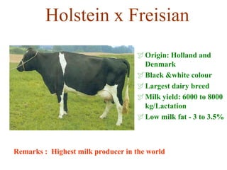 Holstein x Freisian
Origin: Holland and
Denmark
Black &white colour
Largest dairy breed
Milk yield: 6000 to 8000
kg/Lactation
Low milk fat - 3 to 3.5%
Remarks : Highest milk producer in the world
 