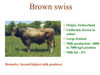 Brown swiss
Origin: Switzerland
Uniformly brown in
colour
Large framed
Milk production - 6000
to 7000 kg/Lactation
Milk fat - 4%
Remarks: Second highest milk producer
 