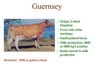 Guernsey
Origin: United
Kingdom
Fawn with white
markings
Small pointed horns
Milk production: 4000
to 5000 kg/Lactation
Ranks fourth in milk
production
Remarks: Milk is golden colour
 