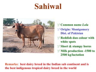 Sahiwal
Common name Lola
Origin: Montgomery
Dist. of Pakistan
Reddish dun colour with
white spots
Short & stumpy horns
Milk production -1500 to
2500 kg/lactation
Remarks: best dairy breed in the Indian sub continent and is
the best indigenous tropical dairy breed in the world
 