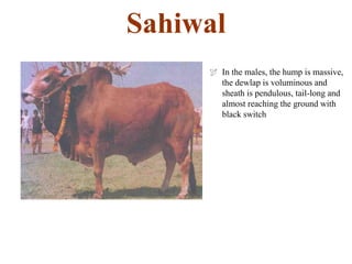 Sahiwal
 In the males, the hump is massive,
the dewlap is voluminous and
sheath is pendulous, tail-long and
almost reaching the ground with
black switch
 