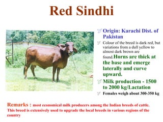 Red Sindhi
Origin: Karachi Dist. of
Pakistan
 Colour of the breed is dark red, but
variations from a dull yellow to
almost dark brown are
found.Horns are thick at
the base and emerge
laterally and curve
upward.
Milk production - 1500
to 2000 kg/Lactation
 Females weigh about 300-350 kg
Remarks : most economical milk producers among the Indian breeds of cattle.
This breed is extensively used to upgrade the local breeds in various regions of the
country
 